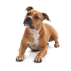 mindful dog staffordshire isolated