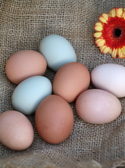 eier von glücklichen hühnern