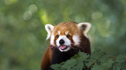 Fototapeta premium portrait of a cute red panda