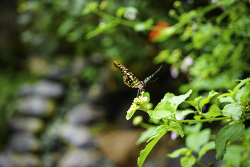 Beautiful butterfly on the grass