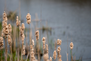 Naklejka premium Cattails