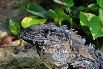Lizard sitting near some big green leaves. Yucatán, Mexico.