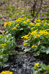 Obraz premium yellow flowers in the wild