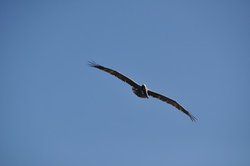 Pelican flying over Yucatán, Mexico.