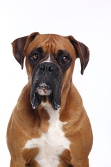 Beautiful dog