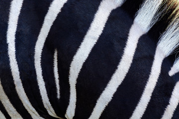 Black and white stripes of zebra wool. Plains zebra or Common zebra (Equus quagga)