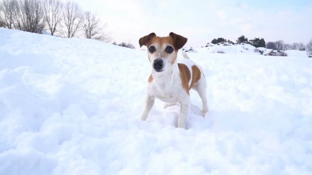Adorable active puppy Jack Russell terrier playing in winter park. Cool weekend walking. DLSR camera video footage