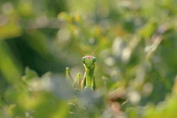 Mante religieuse verte aux gros yeux verts fixant sa proie. Insecte sur la défensive, pattes repliées, prête à l'attaque dans un jardin du Sud de la France en été