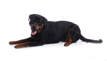 Obraz premium Beautiful dog
