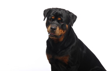Fototapeta premium Beautiful dog