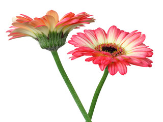 Wonderful Colorful Gerberas (Asteraceae) isolated on white background, including clipping path. 
