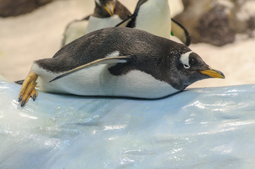 penguins in the zoo closeup