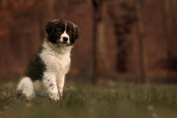 Fototapeta premium Karakachan Welpe