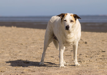 Obraz na płótnie Canvas Hund am Strand