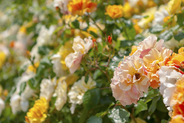 Macro shot of roses flowers in the summer, beautiful color flowers in the garden