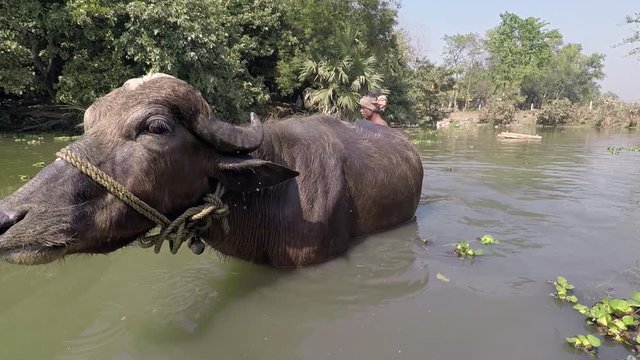 Man guides his water buffaloes out of pond. 2X slow motion. Tracking shot. Bengal, India