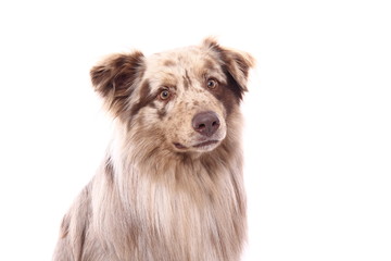 Fototapeta premium Beautiful dog