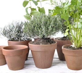 various herbs aromatic in pot on white background
