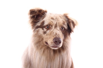Beautiful dog