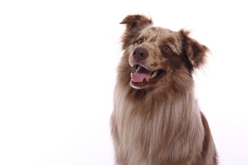Fototapeta premium Beautiful dog