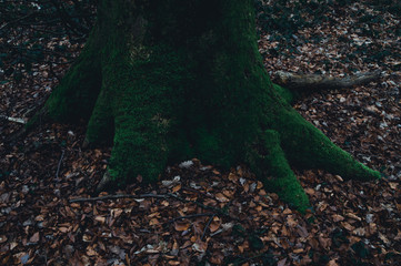 Arbre couvert de lichen sombre