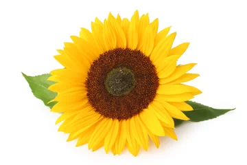 Poster Beautiful sunflower (Helianthus annuus, Asteraceae) isolated on white background, inclusive clipping path without shade. © Olaf Simon