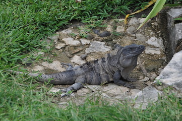 Lizard sitting in the ruins of Tulum, Yucatán, Mexico.