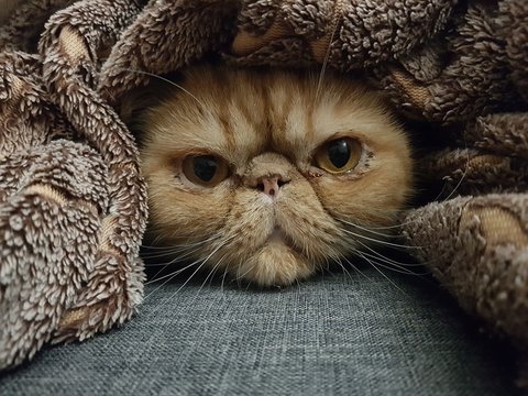 Exotic Shorthair Cat