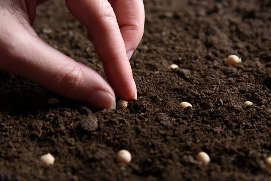 Gardener's female hand seeding seeds in the ground close up.