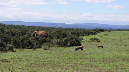 Wildlife Elefant Naturschutz
