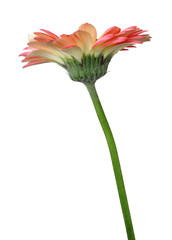 Wonderful Gerbera isolated on white background, including clipping path.