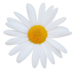 Lovely Daisy (Marguerite) isolated on white background, including clipping path.