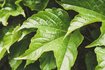 Juicy green leaf plants girlish grapes