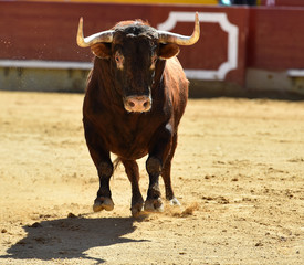 toro tradicional en españa