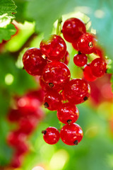Branch of red currants, close up