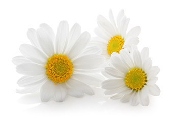 Beautiful Daisies (Marguerite) isolated on white background, including clipping path without shade. Backlit Photograph 