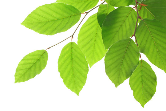 Beech leaves isolated on white background, , including clipping path.