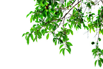 Green fresh tree bush in daylight on white background with clipping path.