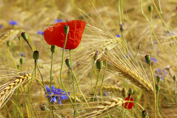 Fototapeta premium Beautiful Poppies and cornflowers in the grain field, Lüneburg Heath, Northern Germany