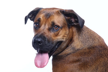 Obraz premium Beautiful dog