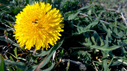 Ant on a yellow dandelion on a sunny day