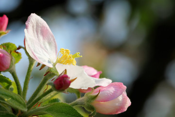 Beautiful Apple blossom in spring time, Lüneburg Heath, Germany