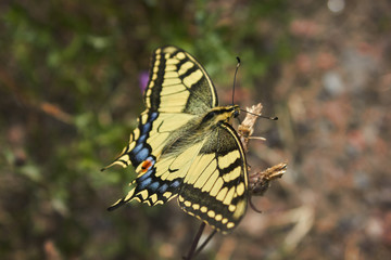Beautiful butterfly Papilio Machaon sits on a green flower background on a meadow in the wild