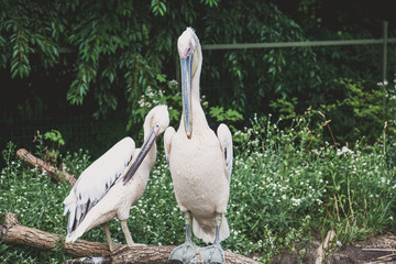 Two white pelicans sitting on tree