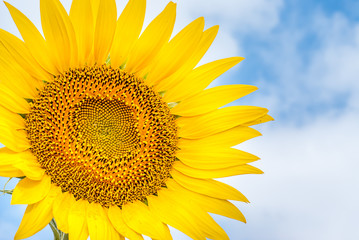 Obraz premium Sunflower isolated against the sky
