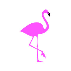 Flamingo illustration. Vector