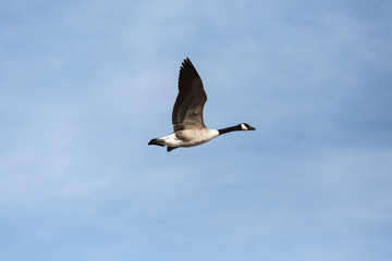 Fototapeta premium Goose