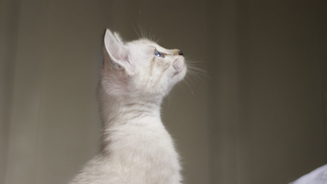 Gatinho branco olhando para cima