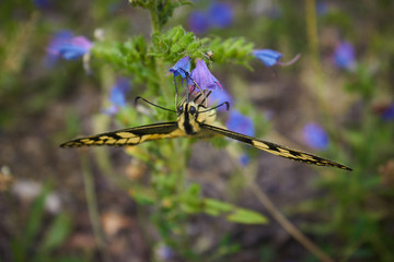 Beautiful butterfly Papilio Machaon sits on a green flower background on a meadow in the wild