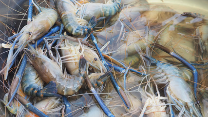 Raw freshwater shrimp preparing for grill food zoom in full frame